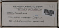Physarum polycephalum image